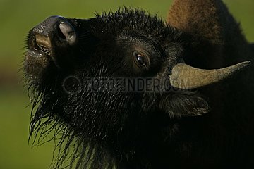 Bison männlich in Rut Wyoming USA