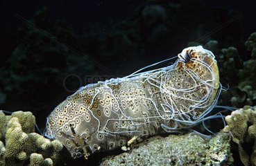 Leopard Sea cucumber with its Cuvierian tubules ejected