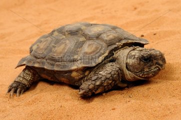 Chaco Tortoise on sand Corsica France
