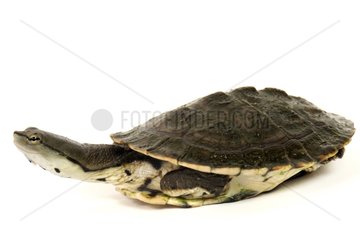 Hilaire's Side-nacked Turtle on white background France