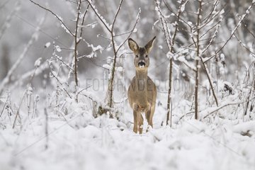 Female Roe deer in snow France