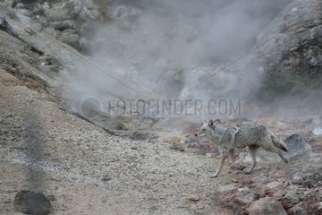 Coyote and volcanic fumaroles Yellowstone USA