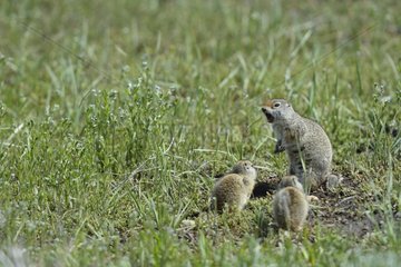 Prairie dogs and young alert Yellowstone USA