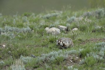 Badger having captured a prairie dog Yellowstone USA
