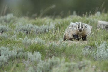 Young American badger near burrow Yellowstone USA
