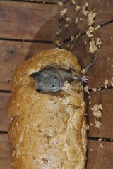 House mouse in bread Midlands