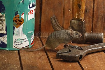 House Mouse by tools and paint Midlands