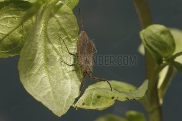 Water scorpion on a leaf in a pond Midlands