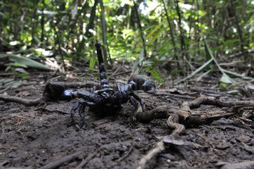 Black Scorpion in defense Khao Yai NP Thailand