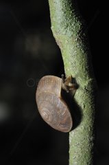 Snail on a tree trunk Khao Yai NP Thailand
