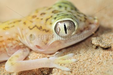 Portrait of a Gecko UAE