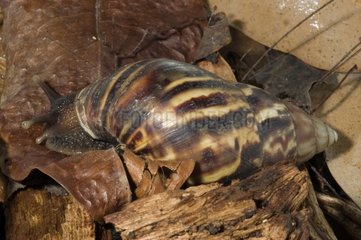Giant African snail in Guadeloupe