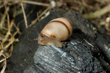 Tropical air-breathing land snail Bragelogne Guadeloupe
