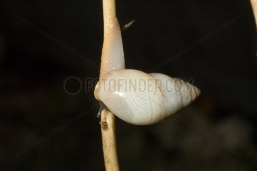 Tropical air-breathing land snail Bragelogne Guadeloupe