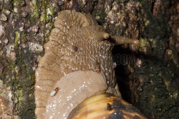 Air-breathing land snails French Guiana