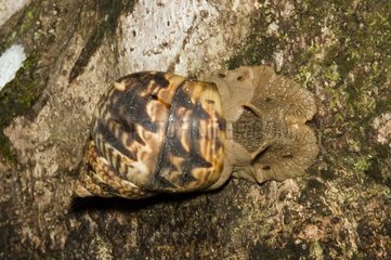 Air-breathing land snails French Guiana