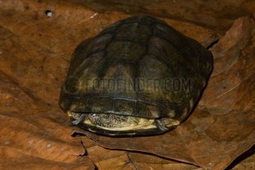 Brown sideneck turtle Guadeloupe