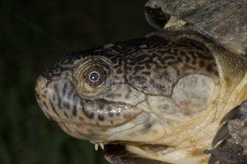 Portrait of a Brown sideneck turtle Guadeloupe