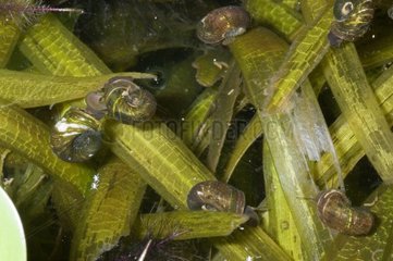 Ramshorn snails in the Bay Mahault in Guadeloupe