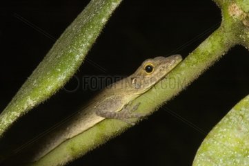 Anolis Baie-Mahault in Guadeloupe