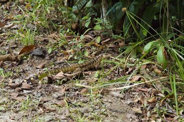 Tegu common in French Guiana