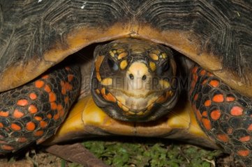Portrait of a Wood tortoise French Guania
