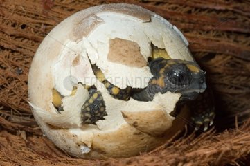Birth of a Wood tortoise French Guania