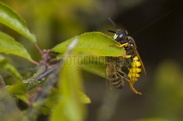 Bee Wolf with paralysed Honey Bee on leaf - Denmark