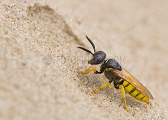 Bee Wolf digging in the sand - Denmark