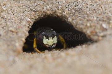 Bee Wolf hiding in the hole af the nest - Denmark