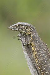Portrait of Nile Monitor Kruger NP South Africa