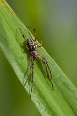 Orbweaver Spider on a leaf Zealand Denmark