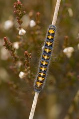 Oak Eggar caterpillar on a stem Denmark