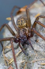 Common housespider in close up Denmark