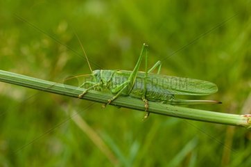 Great green bush-cricket on a stem Denmark