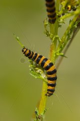 Caterpillar of Cinnabar moth Denmark