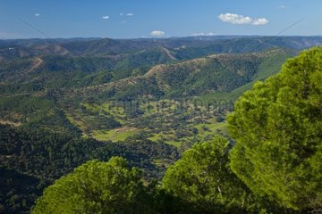Natural Park of Sierra de Cardeña y Montoro in Andalusia
