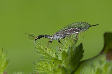 Snakefly on a leaf Denmark
