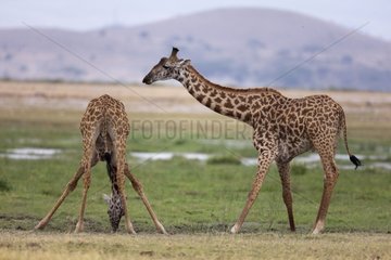 Masai Giraffe drinking in the Amboseli NP Kenya