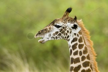 Portrait of a young Masai Giraffe in the Masai Mara NR