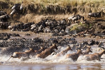 Topi herd crossing the Mara River in Kenya