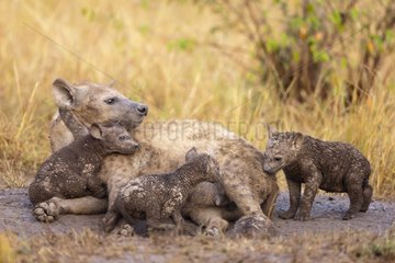 Spotted hyena female and cubs in the Masai Mara NR Kenya