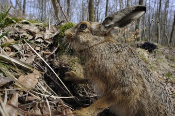 European hare in the woods Lorraine France