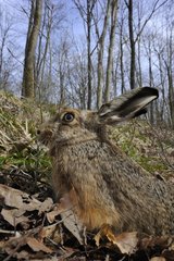 European hare in the woods Lorraine France
