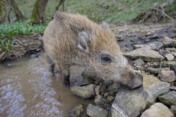 Boar in a stream in the woods France
