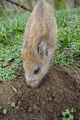 Young Boar burrowing ground in undergrowth France