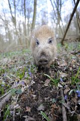 Boar in the undergrowth Lorraine France