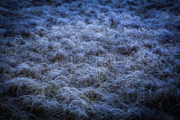Frozen grass Vosges France