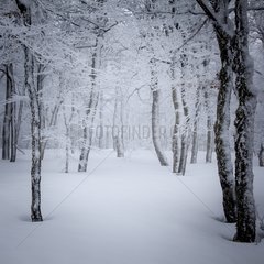 Snowy forest Vosges France