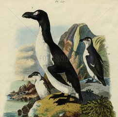 Illustration of great auk